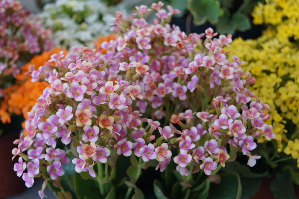 Kalanchoés