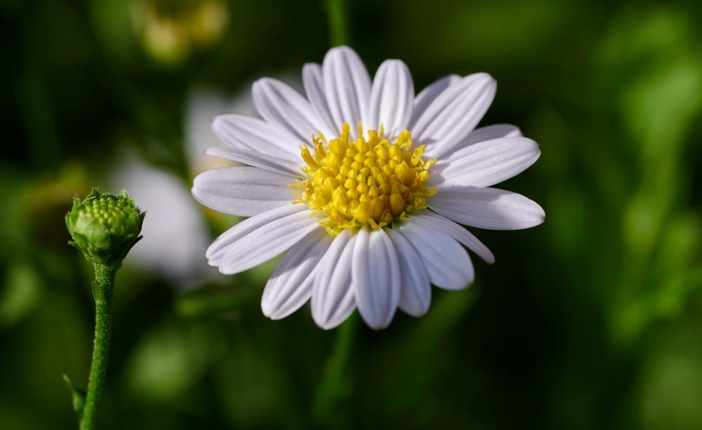 Montauk Daisy