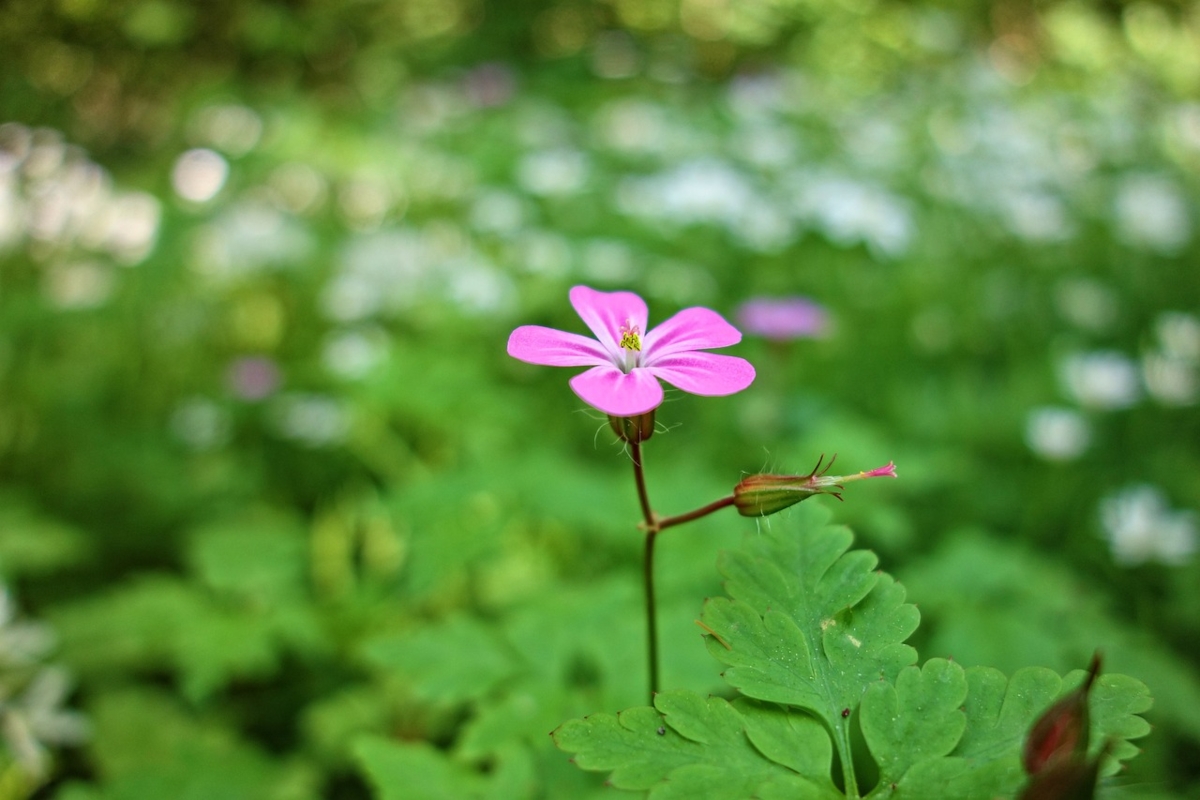 astuces naturelles