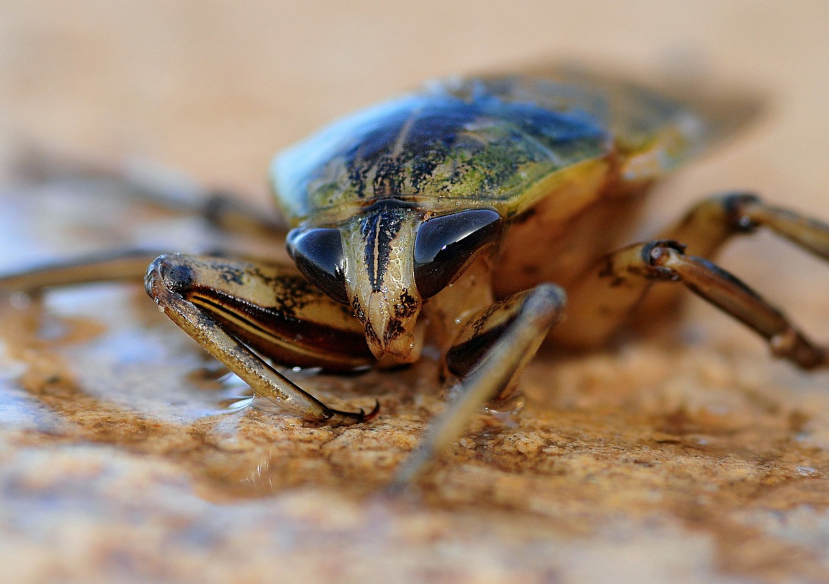 caractéristiques insectes