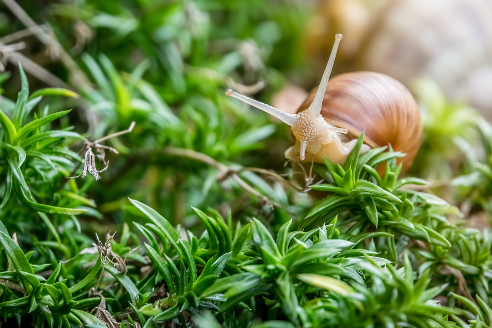 cloches de jardin