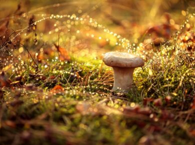 connaitre champignon érable