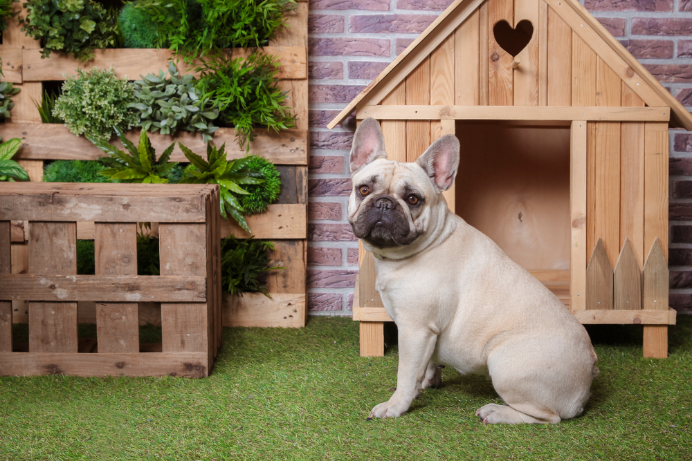 coût siège de fenêtre pour chiot