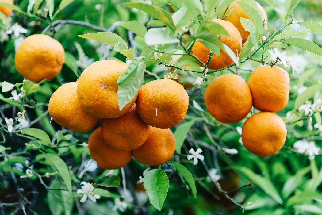 culture des orangers Satsuma