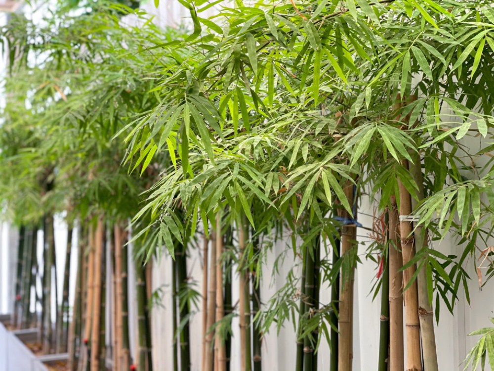 culture du bambou
