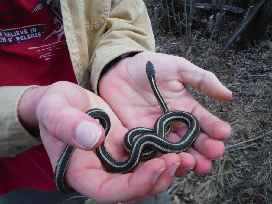 débarrasser serpent de jarretière