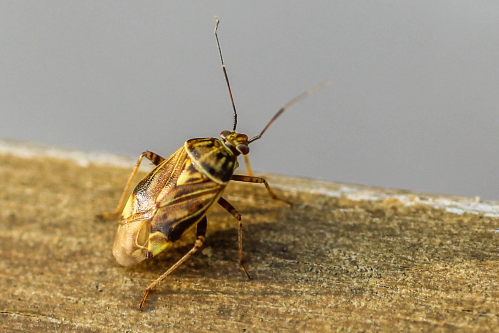 La différence entre une blatte de jardin et un cafard — free download
