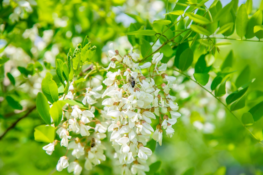 faire pousser acacia