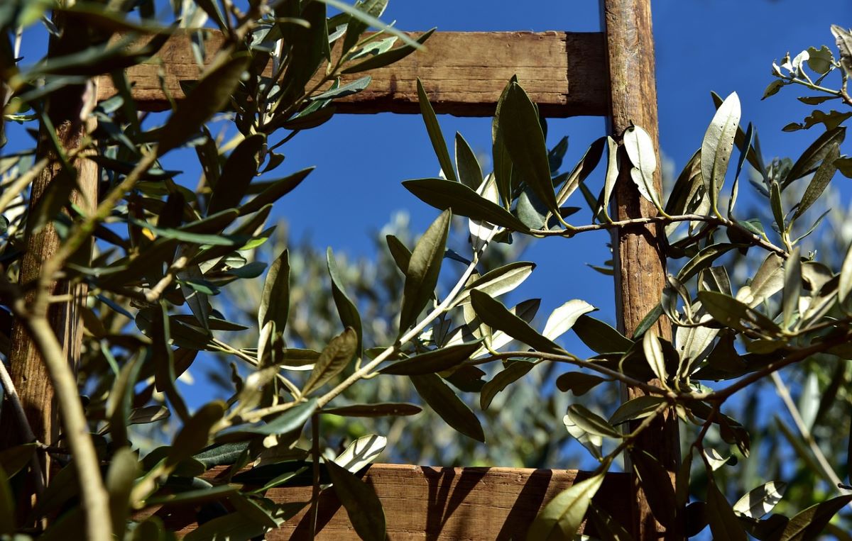 feuille olivier