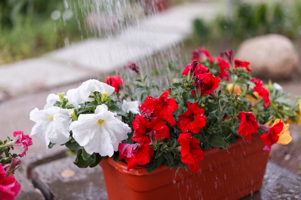 Comment récolter les graines de pétunia et les conserver pour un usage