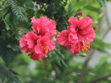 hibiscus d'extérieur