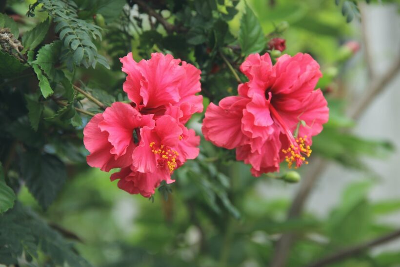 hibiscus d'extérieur