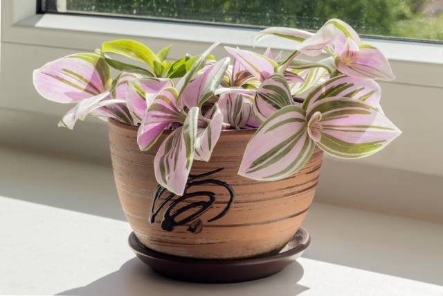 le tradescantia plante d'intérieur