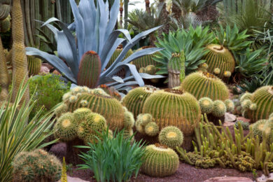 jardin cactus