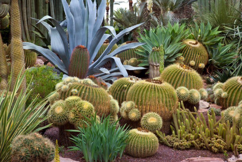 jardin cactus