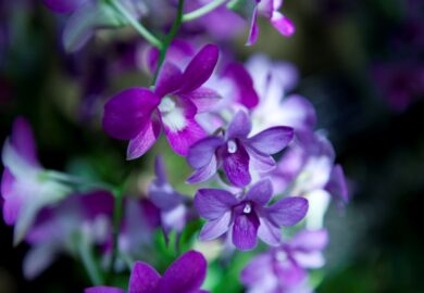 majestueuse orchidée bleue