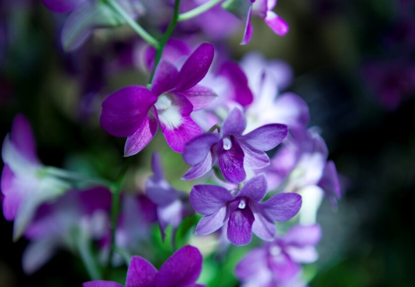 majestueuse orchidée bleue