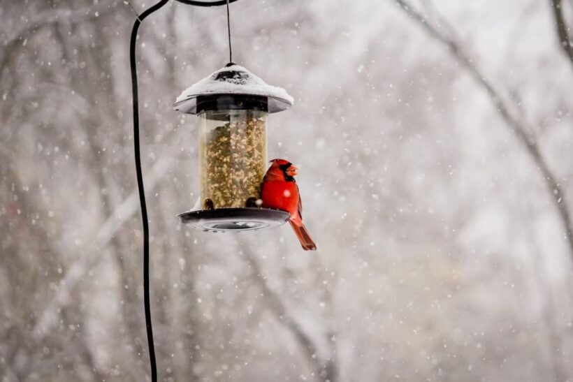 mangeoire à oiseaux