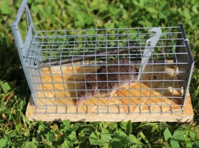 piège à souris
