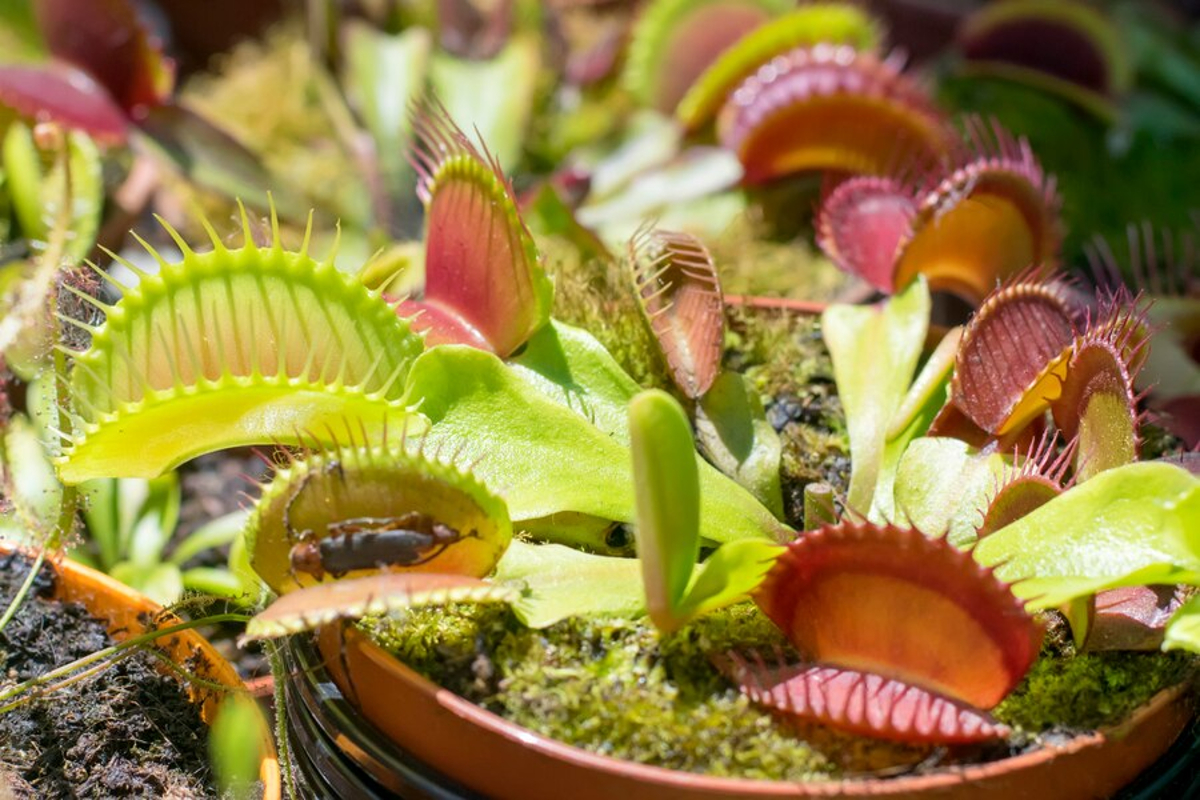 plante carnivore géante