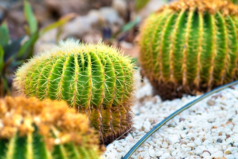 plante de cactus