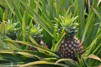 planter ananas