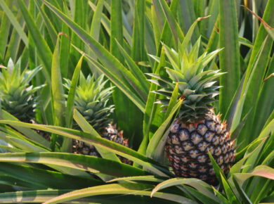 planter ananas
