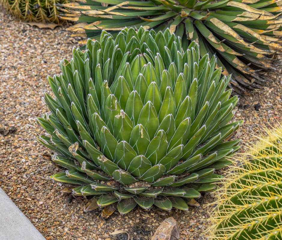 plantes à planter jardin exotique