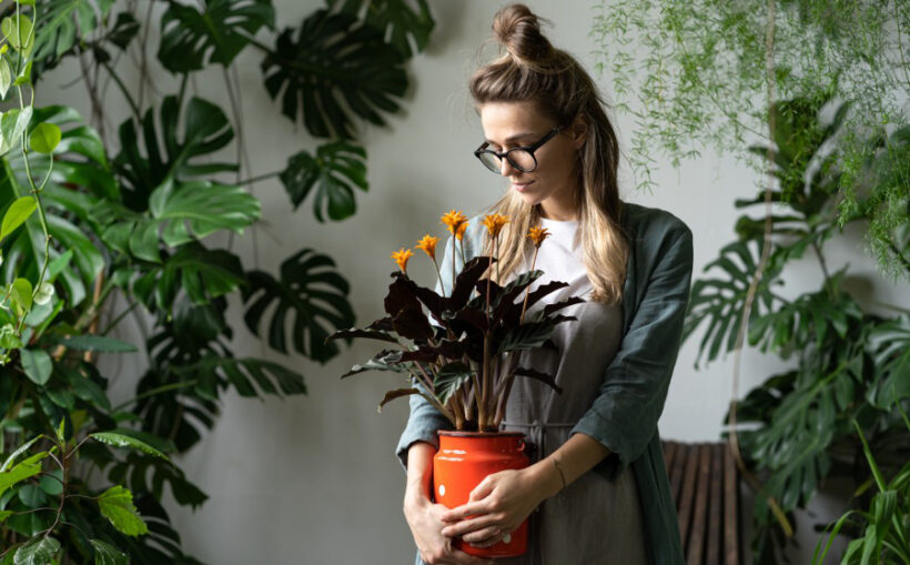 plantes d'intérieur