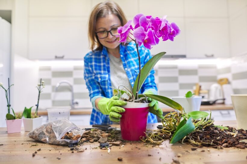 prendre soin orchidée