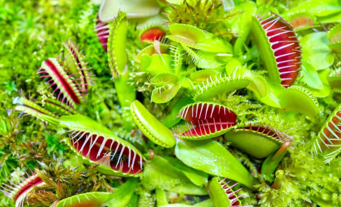 Comment S Occuper D Une Plante Carnivorenull