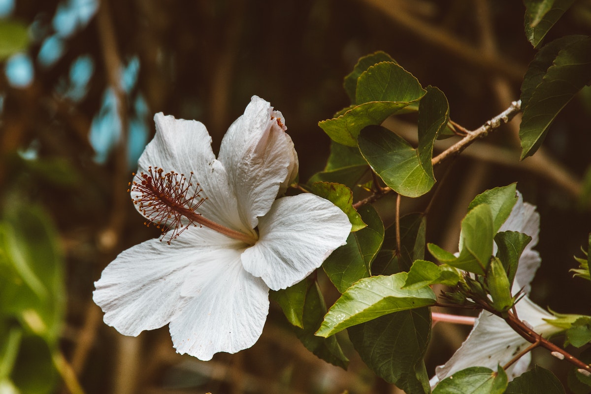 reconnaître hibiscus