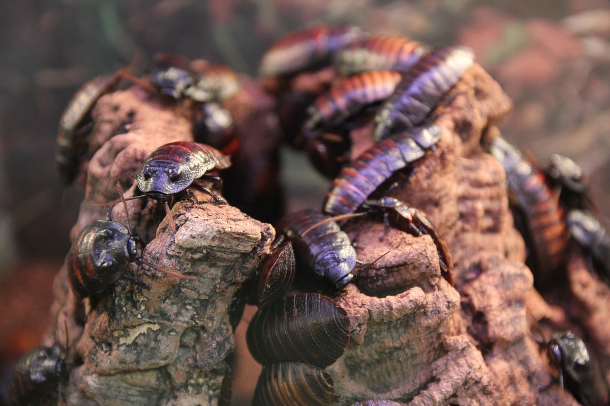 Les caractéristiques des insectes ressemblant au cafard — free download