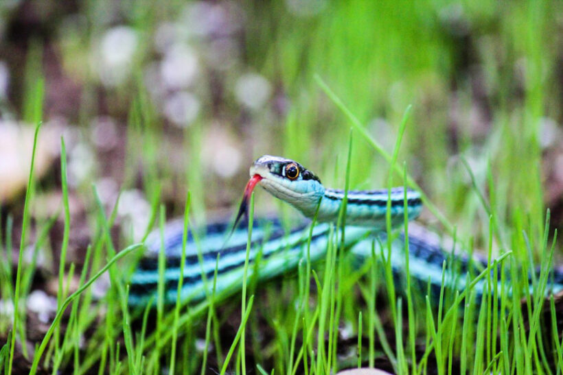 serpent de jarretière