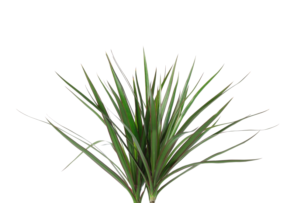 soin Dracaena Marginata