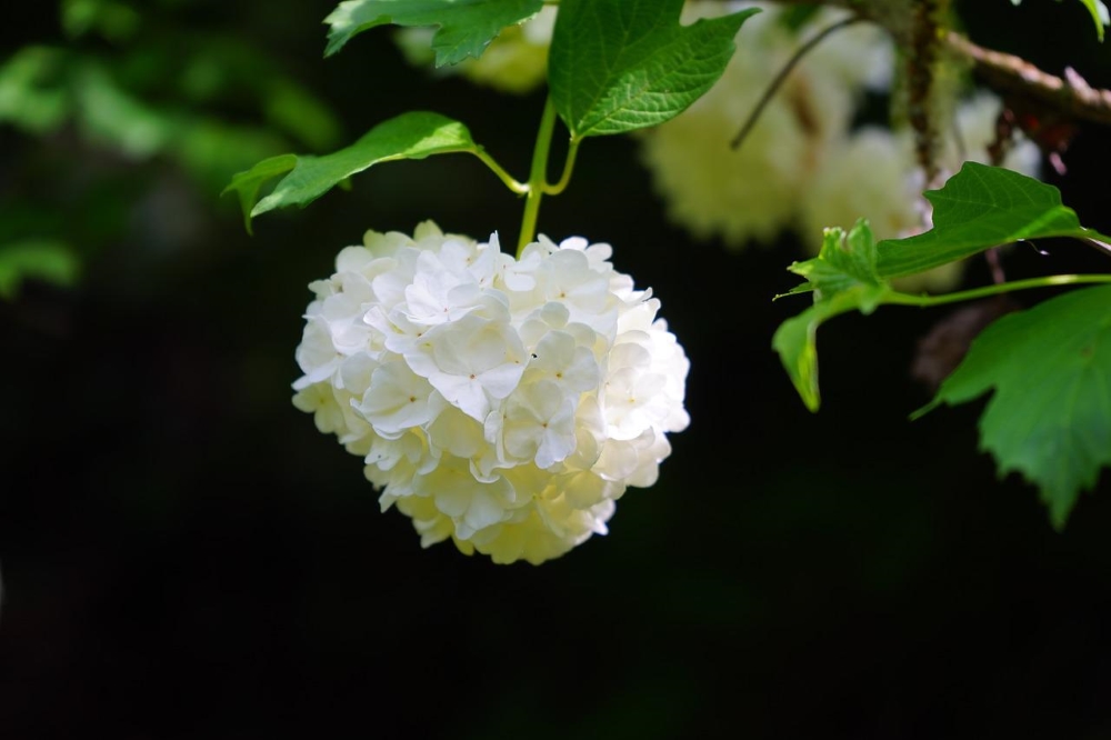 cultiver buisson boule de neige